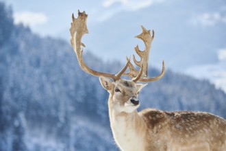 European fallow deer (Dama dama) buck portrait in the mountains in tirol, snow, Kitzbühel, Wildpark