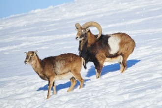 European mouflon (Ovis aries musimon) ram with ewes on a snowy meadow in the mountains in tirol,