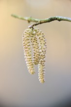 Common hazel (Corylus avellana) mal catkins, detail, Upper Palatinate, Bavaria, Germany, Europe