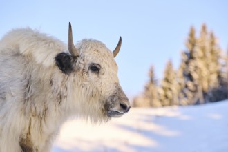 Domestic yak (Bos grunniens) on a snowy meadow in the mountains in tirol, Kitzbühel, Wildpark