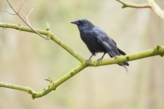 Carrion crow (Corvus corone) sitting on a branch, Bavaria, Germany, Europe