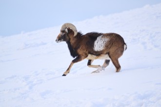 European mouflon (Ovis aries musimon) ram on a snowy meadow in the mountains in tirol, Kitzbühel,