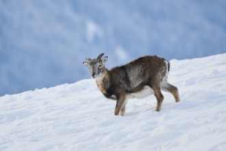 European mouflon (Ovis aries musimon) ram on a snowy meadow in the mountains in tirol, Kitzbühel,