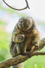 White-faced saki (Pithecia pithecia), female, portrait, captive, Germany, Europe