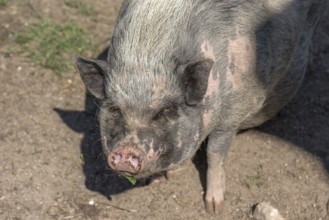 Pot-bellied pig (Sus scrofa domesticus), Mecklenburg-Western Pomerania, Germany, Europe