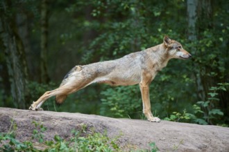 European gray wolf (Canis lupus), stretching in the forest, Germany, Europe