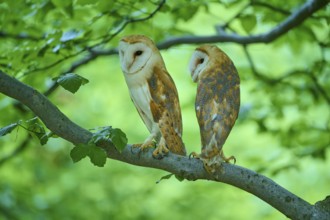 Common barn owl (Tyto alba), two birds sitting in a tree, Bohemian Forest, Czech Republic, Europe