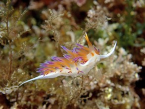 Wandering thread snail (Cratena peregrina) in the Mediterranean Sea near Hyères. Dive site Giens