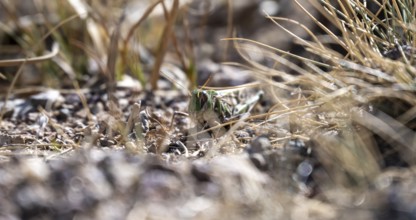 Grasshopper in dry grass, Chuy Province, Kyrgyzstan, Asia