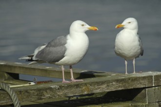 European herring gull (Larus argentatus) Old birds at the water, Northern Norway, Scandinavia