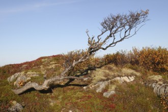 Downy birch (Betula pubescens) among autumn tundra plants, Lofoten, Norway, Scandinavia, Europe