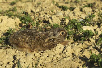 European hare (Lepus europaeus) a few days old young in a field furrow, Lower Austria, Austria,