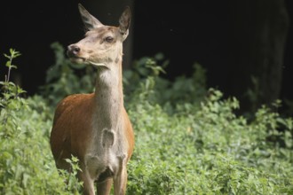 Red deer (Cervus elaphus) female secured, Allgäu, Bavaria, Germany, Europe