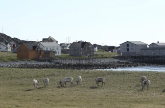 Reindeer (Rangifer tarandus) Foraging in the tundra on the shore of the Barents Sea against the