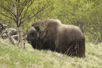 Musk ox (Ovibos moschatus) among birch trees in Dovrefjell-Sunndalsfjella National Park, Central