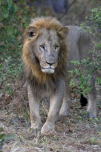 Lion (Panthera leo), male standing in bushes, Khwai region, North-West District, Okavango Delta,