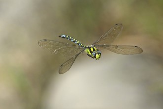 Emperor dragonfly (Anax imperator), in flight, Selger Moor, Canton Zurich, Switzerland, Europe