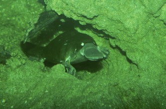 Duck-billed Platypus (Ornithorhynchus anatinus)