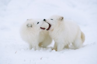 Arctic foxes (Vulpes lagopus), pair