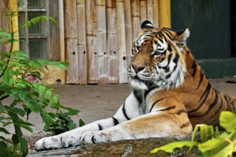 Siberian tiger (Panthera tigris altaica) at Antwerp Zoo, Belgium, Europe