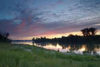 Morning glow on the Old Rhine with valerian (Valeriana officinalis) and deciduous trees, Xanten,