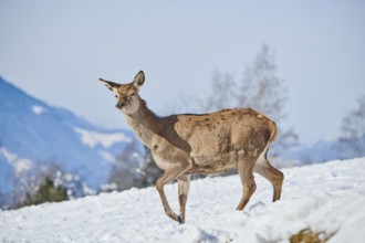 Red deer (Cervus elaphus) hind on a snowy meadow in the mountains in tirol, Kitzbühel, Wildpark