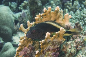 Black-sided hawkfish (Paracirrhites forsteri), House Reef dive site, Mangrove Bay, El Quesir,