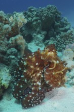 Great Blue Octopus (Octopus cyaneus), Dive Site House Reef, Mangrove Bay, El Quesir, Red Sea,