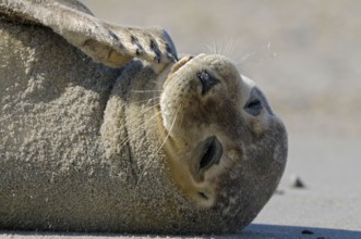 Common seal, Helgoland dune, Schleswig-Holstein, Germany, Europe