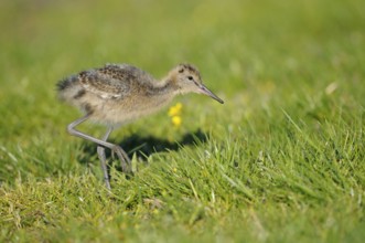 Black-tailed godwit (Limosa limosa), chick in meadow, lateral, Netherlands