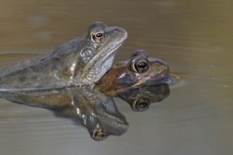 Grass frogs, pair, copulating, North Rhine-Westphalia, Germany, Europe