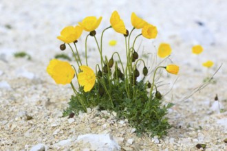 South Tyrol, AustriaYellow Alpine poppy( Papaver rhaeticum) , Rhaetian poppy