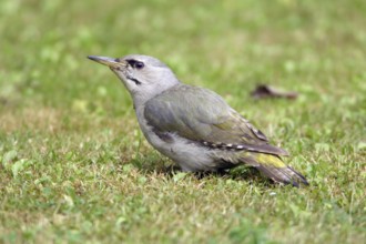 Grey-headed Woodpecker-headed Woodpecker, female, Grey-faced Woodpecker, woodpeckers, lateral,