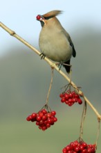 Bohemian Waxwing (Bombycilla garrulus) picking Common Snowball berries, Lower Saxony, Germany,