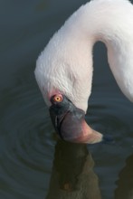 Lesser flamingo (Phoeniconaias minor) feeding, searching for food