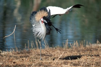 Crowned crane spreading its wings, South Africa (Balearica pavonina regulorum)