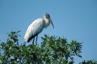 Woodstork (Mycteria americana), Cork Screw Swamps, Florida, USA, side, North America