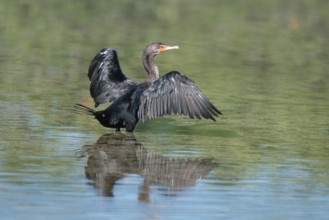 Olivaceus Cormorant, Sanibel Island, Florida, USA (Phalacrocorax olivaceus)