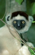 Verreaux's Sifaka (Propithecus verreauxi), Berenty, Madagascar, Africa