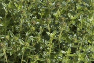 Winter Savory (Satureja montana)