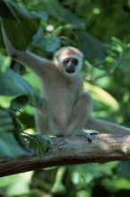 Black-handed gibbon (Hylobates agilis)