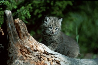 Bobcat (Lynx rufus) cub