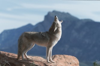 Coyote (Canis latrans), Utah, USA, side, North America