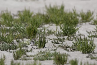 Little Ringed Plover (Charadrius hiaticula), juvenile on the beach looking for food, well hidden