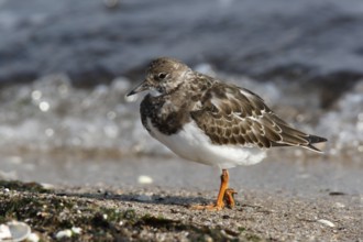 Ruddy turnstone (Arenaria interpres), foraging in the mudflats, Lower Saxon Wadden Sea National