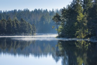 Pines and spruces line the shore of the mirror-smooth Étang de la Gruère moorland lake covered in