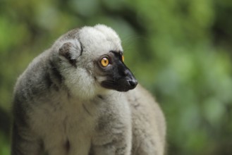 White-headed lemur (Eulemur albifrons), male, portrait, makis, lemurs (lemuriformes), lemuroidae,