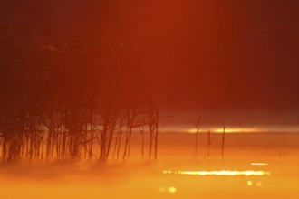 Sunrise over a lake in Mecklenburg, Müritz National Park, Mecklenburg-Vorpommern, Germany, Europe