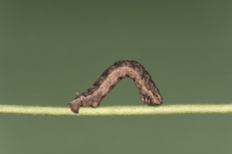 Caterpillar of the great stone moth (Gnophos furvata), Valais, Switzerland, Europe