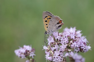 Close-up, Small fire butterfly (Lycaena phlaeas), butterfly, blue, orange, wing, flower, nectar,